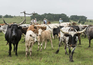 American cowboy cattle roundup