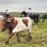 Cowboy History: Were the Vaqueros America’s First Cowboys?